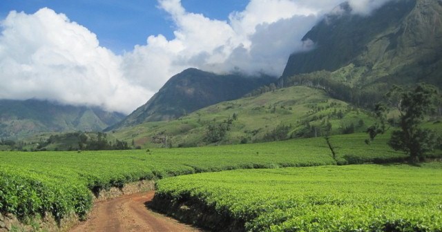 Tea estates with mulanje mountain in the background