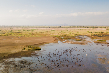 Aerial Shot of Elephant Marsh