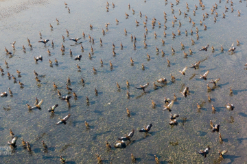 Geese, Elelphant Marsh