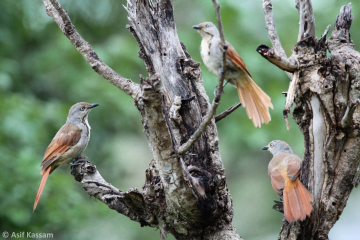 Collared Palm Thrush