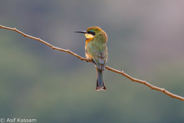 Little Bee-Eater