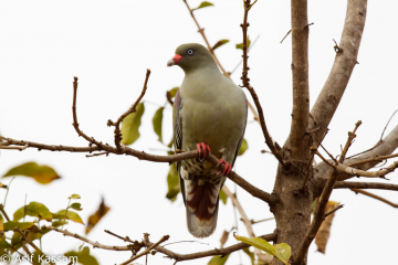 Green Pigeon