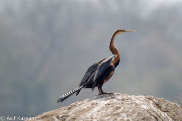 African Darter