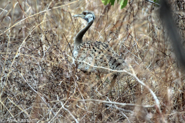 Black-bellied Bustard