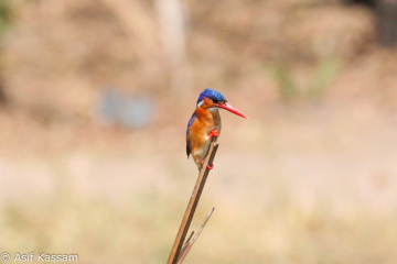 Pygmy Kingfisher