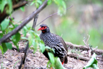 Rednecked Francolin