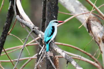 Woodland Kingfisher