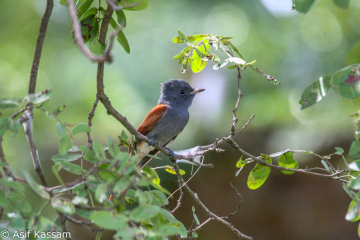 African Paradise Flycatcher