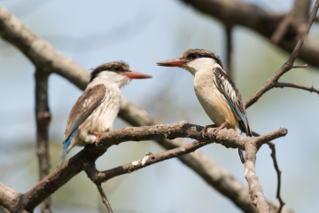 Striped Kingfisher