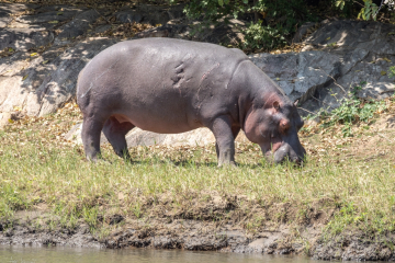 Hippo