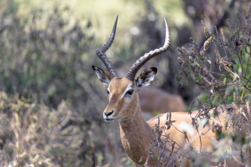 Male Impala