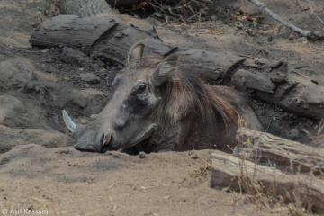 Warthog