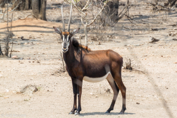 Sable Antelope