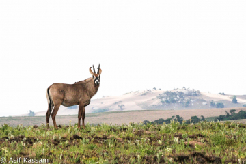 Roan Antelope