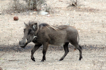 Warthog