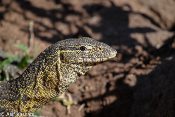 Monitor Lizard