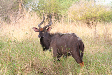 Male Nyala Natelope