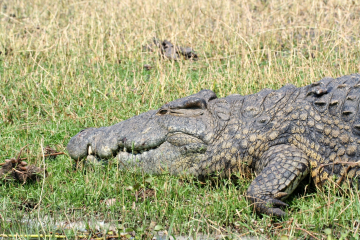 Crocodile